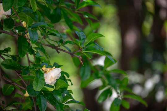 白色石榴花