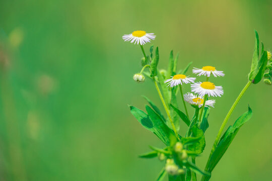 小雏菊