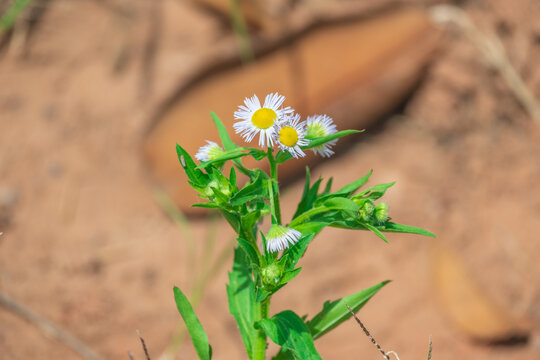 雏菊