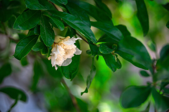 淡黄色石榴花