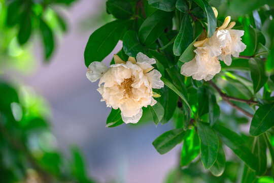 黄色石榴花特写