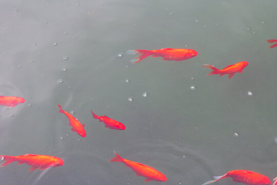 池中游荡的金鱼