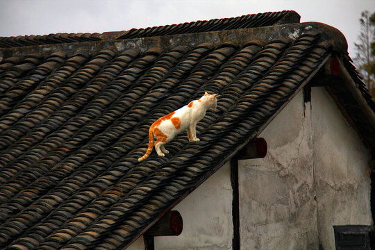 房檐上的猫