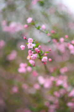 春天盛开的海棠花特写