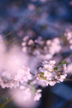 夜晚灯光下粉色的日本樱花