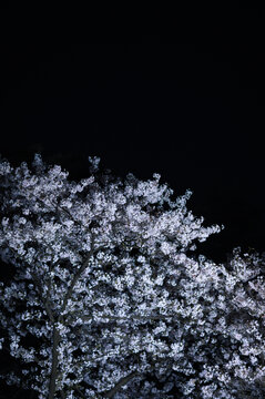 夜晚灯光下白色的日本樱花