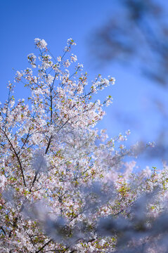 杭州春天蓝天阳光下的樱花