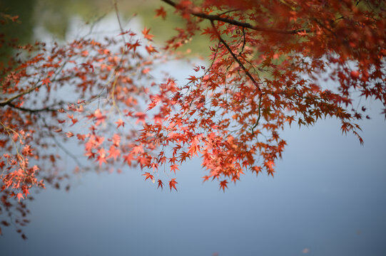 杭州花港观鱼阳光下的红枫