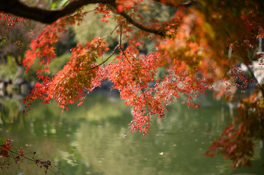 杭州花港观鱼阳光下的红枫