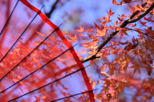 秋天阳光下红枫和和风伞