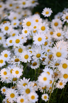 春天白色的小雏菊