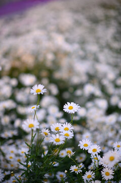 春天白色的小雏菊