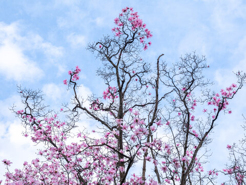 蓝天白云下粉红色的辛夷花