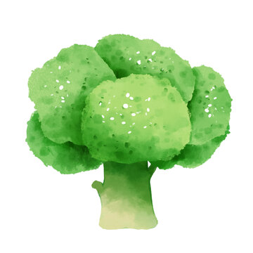 西兰花水彩插画蔬菜素材