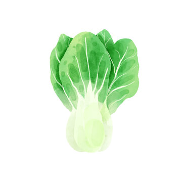 青菜水彩插画蔬菜素材