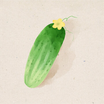 黄瓜水彩插画蔬菜素材