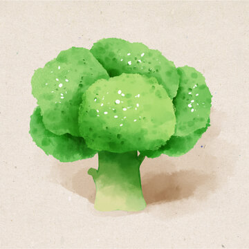 西兰花水彩插画蔬菜素材