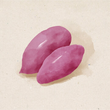 紫薯水彩插画蔬菜素材