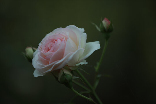 粉色玫瑰花黑色背景