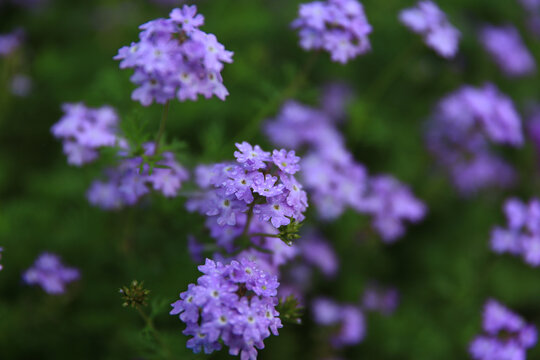蔓马缨紫花