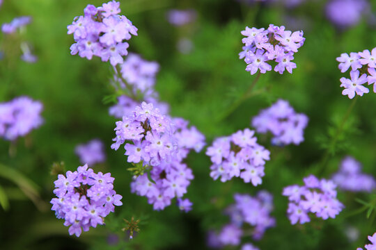 露珠紫色小花