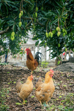 芒果山林下养鸡