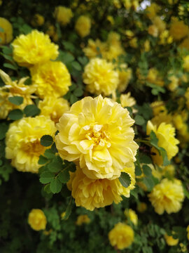 黄色蔷薇