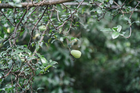 树上生长的果实皱皮木瓜