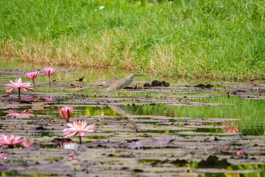 荷塘里散步的池鹭