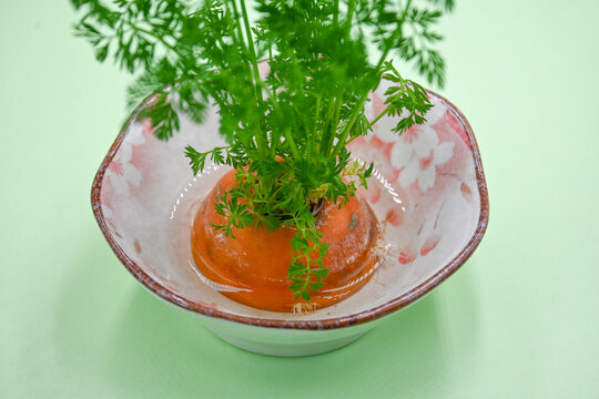 水培胡萝卜绿色植物蔬菜
