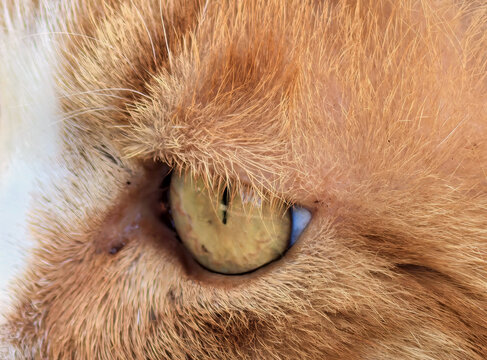 橘猫眼睛特写