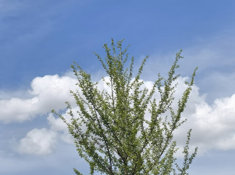 蓝天白云下的银杏树