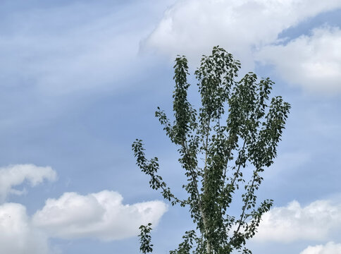蓝天白云下的杨树