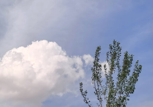 蓝天白云下的白杨树