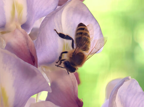 紫藤萝花上的蜜蜂