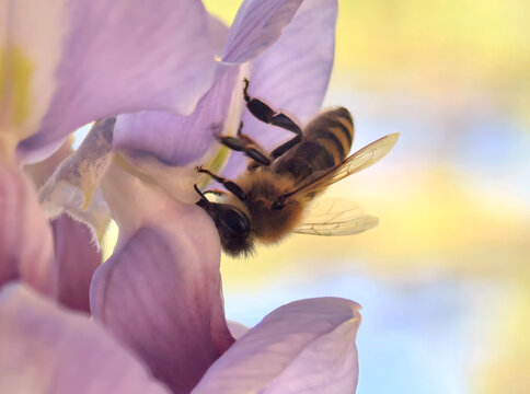 紫藤萝上的蜜蜂