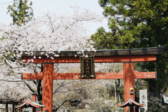 东京的樱花与神社