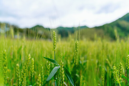 农作物小麦种植