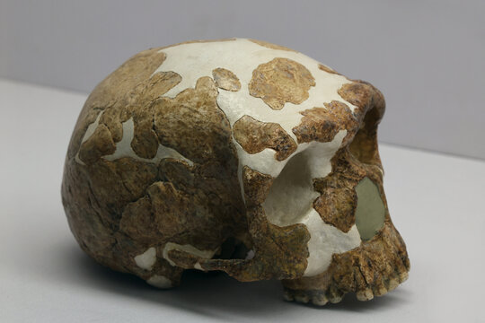 金牛山人化石