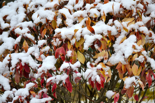 红树叶上的白雪