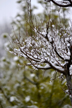 树枝上的雪
