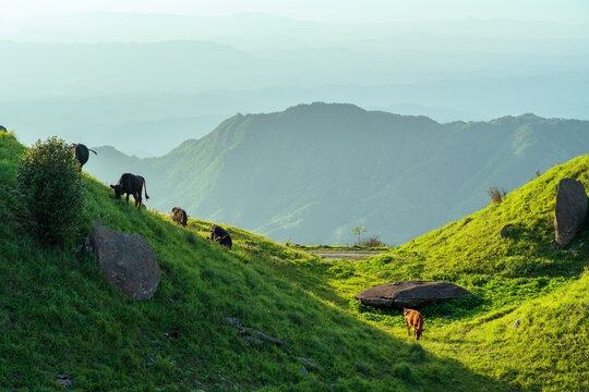 高山上的牛群美丽自然风光