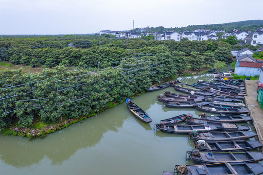 苏州东山枇杷林与小船