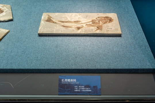 早白垩世长背鳍燕鲟化石