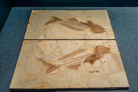 早白垩世长背鳍燕鲟化石