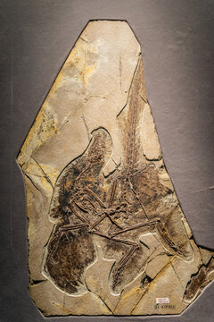 晚侏罗世赫氏近鸟龙化石