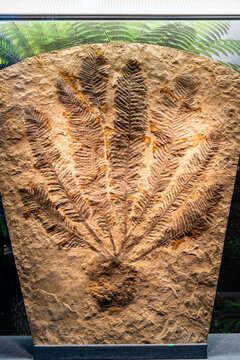 早白垩世苏铁类未定属种化石