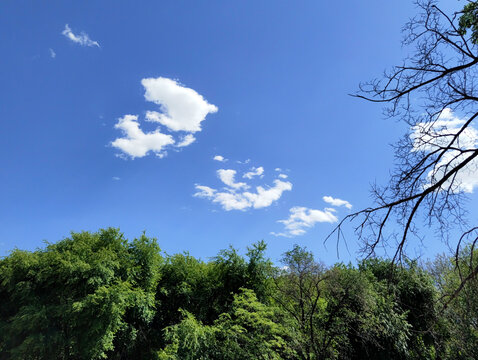 蓝天白云树枝树林