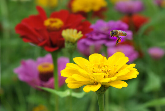 百日菊与蜜蜂