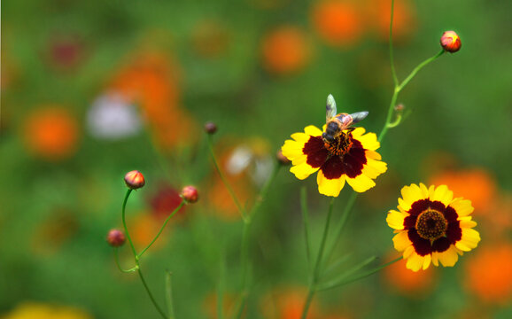 两色金鸡菊与蜜蜂